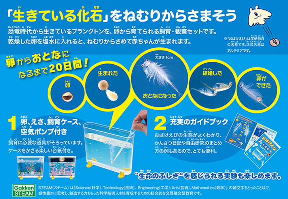 楽天ブックス おばけえびすいすい水族館 学研プラス 本