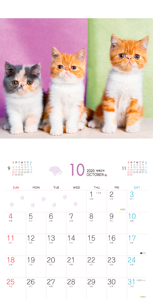 楽天ブックス ましかく子猫カレンダー幸せこねこ 本