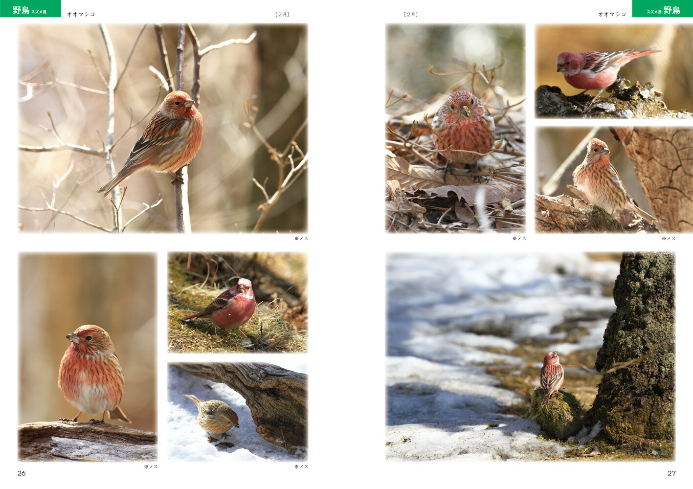 楽天ブックス 絵を描くための鳥の写真集 トレース 模写が自由 宮本桂 本
