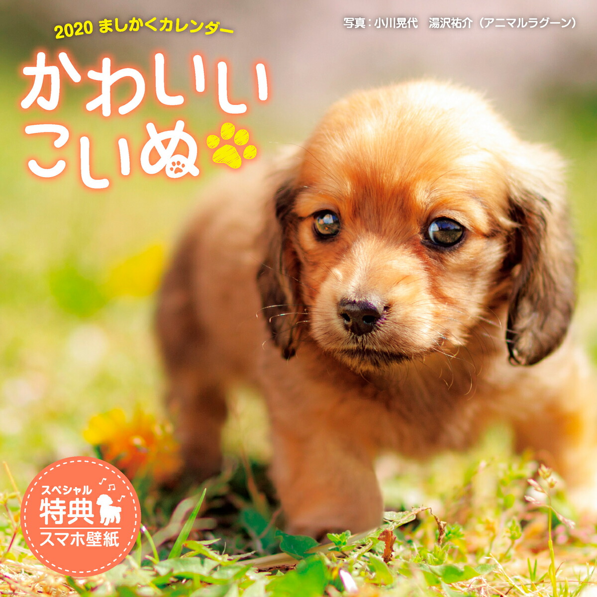 楽天ブックス ましかくカレンダー かわいいこいぬ 本