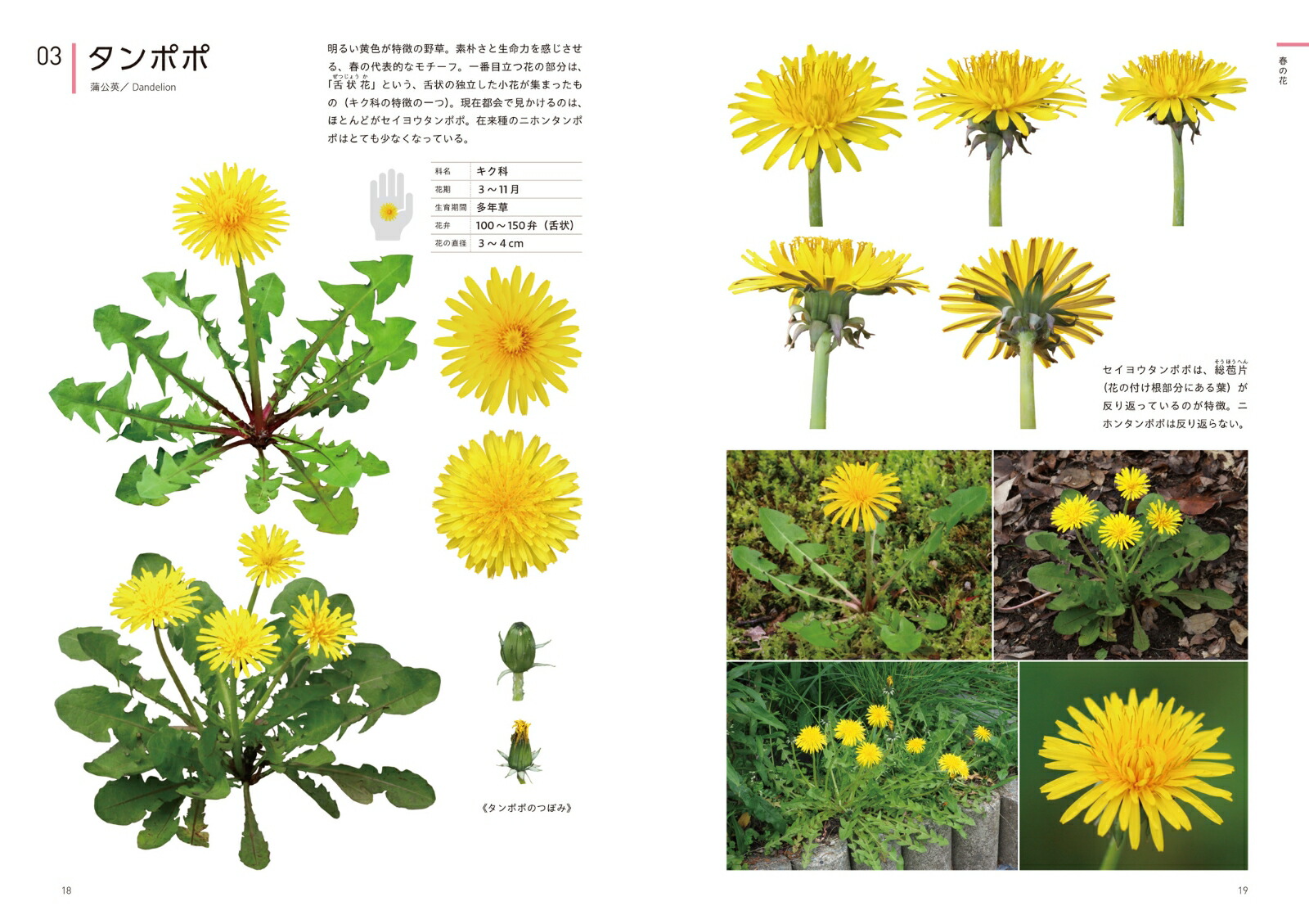 ���ꥨ�������Τ���βֿ޴եǥ����󡦥��饹�ȡ�����եȤʤɤ���Ω��[�����ҹ�]