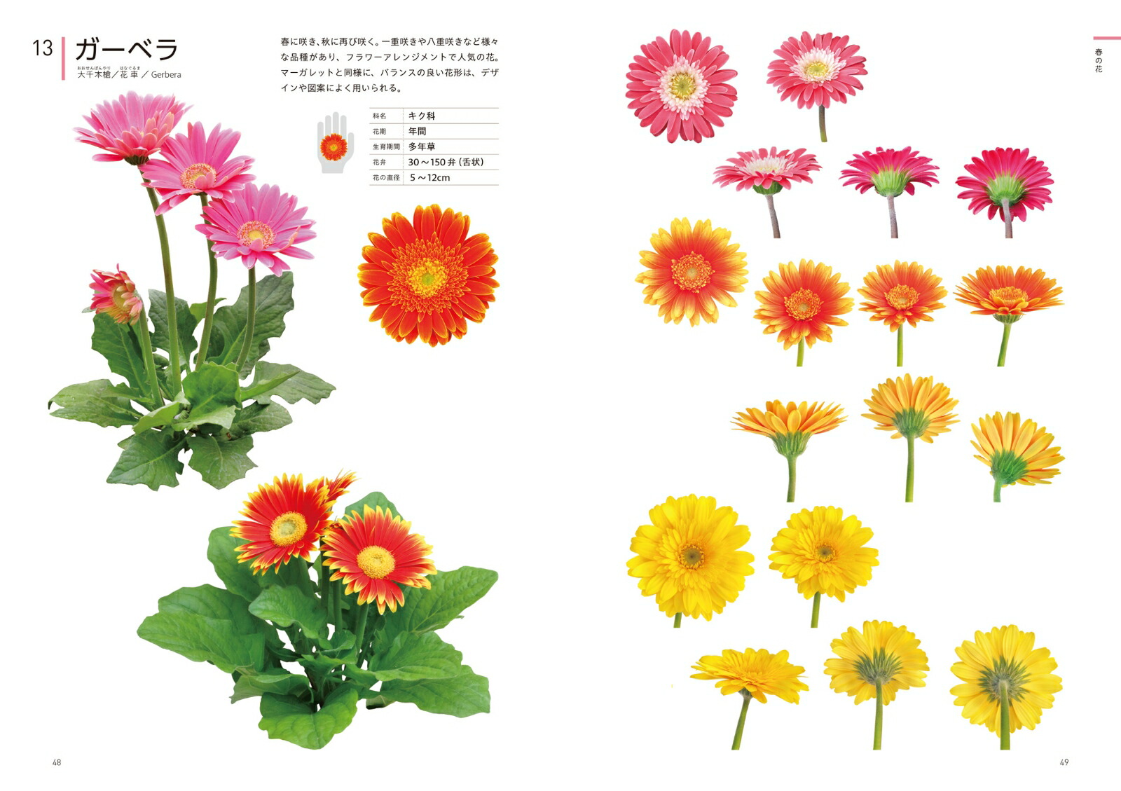 ���ꥨ�������Τ���βֿ޴եǥ����󡦥��饹�ȡ�����եȤʤɤ���Ω��[�����ҹ�]