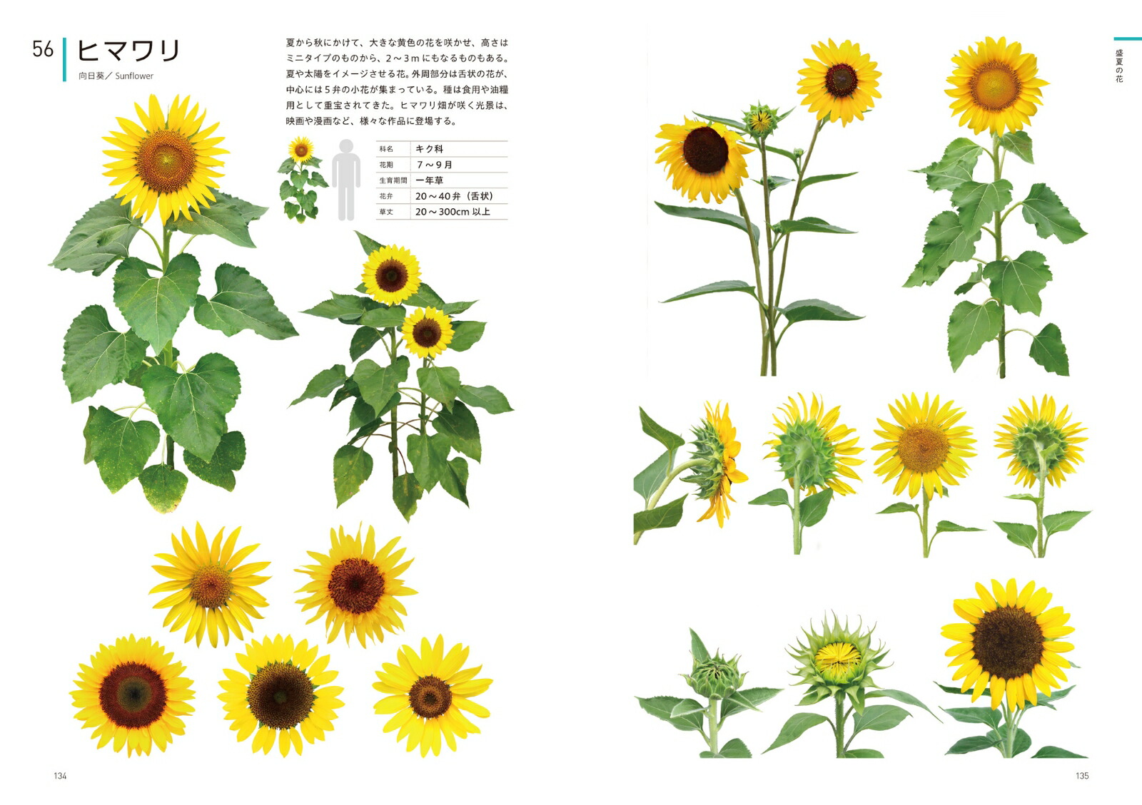 ���ꥨ�������Τ���βֿ޴եǥ����󡦥��饹�ȡ�����եȤʤɤ���Ω��[�����ҹ�]