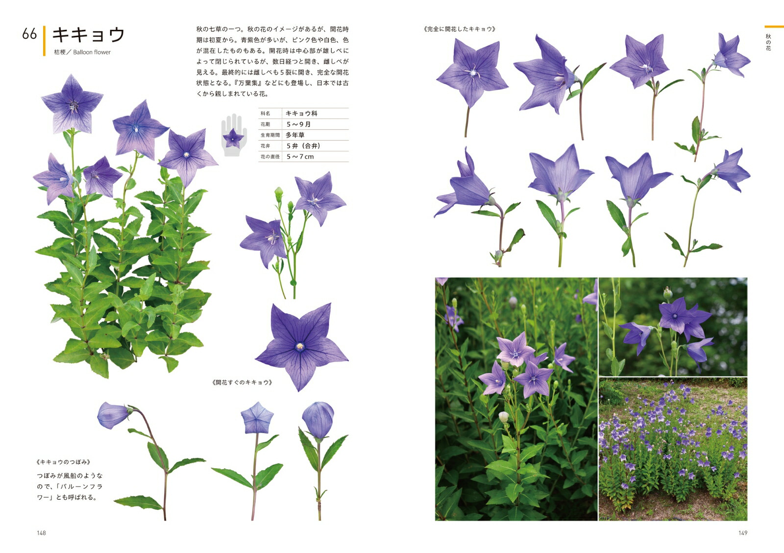 ���ꥨ�������Τ���βֿ޴եǥ����󡦥��饹�ȡ�����եȤʤɤ���Ω��[�����ҹ�]