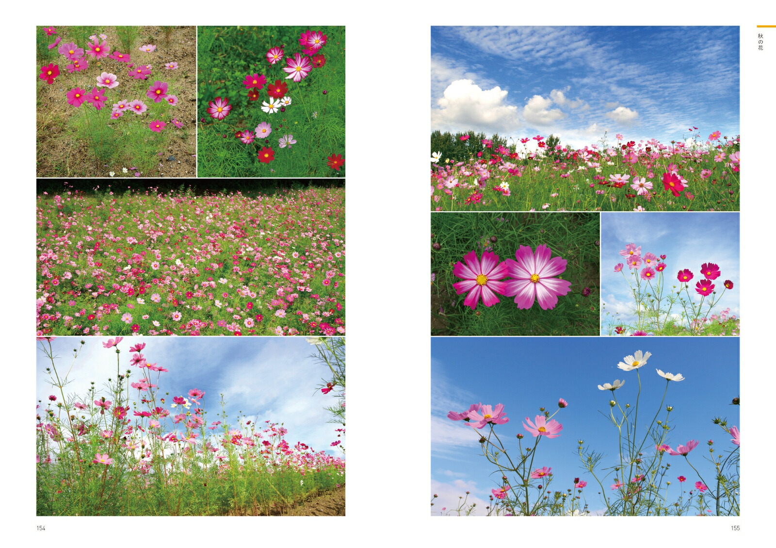 ���ꥨ�������Τ���βֿ޴եǥ����󡦥��饹�ȡ�����եȤʤɤ���Ω��[�����ҹ�]