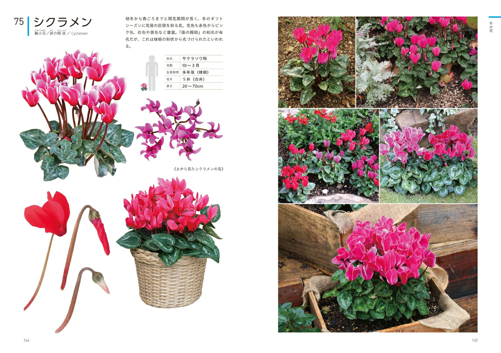 ���ꥨ�������Τ���βֿ޴եǥ����󡦥��饹�ȡ�����եȤʤɤ���Ω��[�����ҹ�]