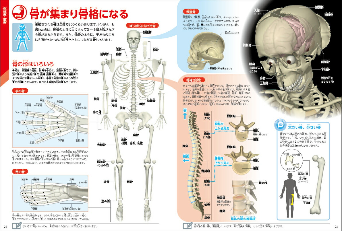 ���ο��ǡʳظ��ο޴�LIVE�ʥ饤�֡�7��[�����¸�]