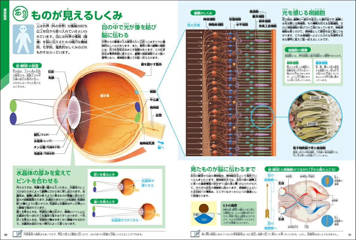 ���ο��ǡʳظ��ο޴�LIVE�ʥ饤�֡�7��[�����¸�]