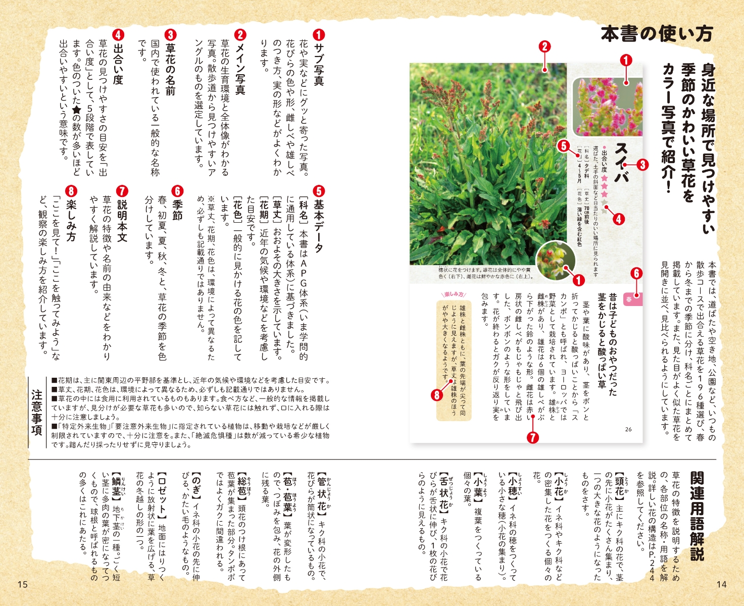 楽天ブックス 子どもと一緒に見つける草花さんぽ図鑑 自然観察大学 本