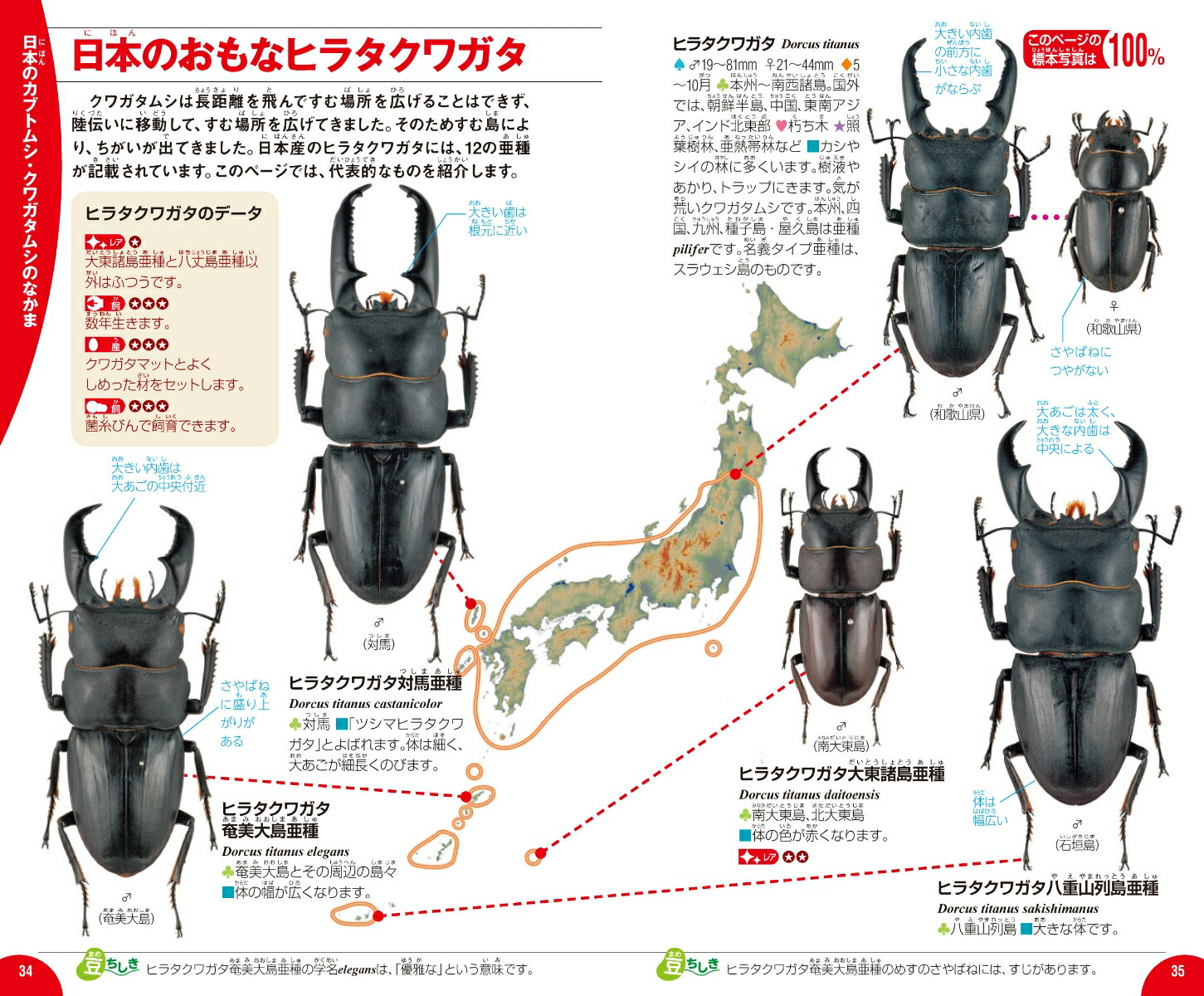 楽天ブックス カブトムシ クワガタムシ 岡島秀治 本