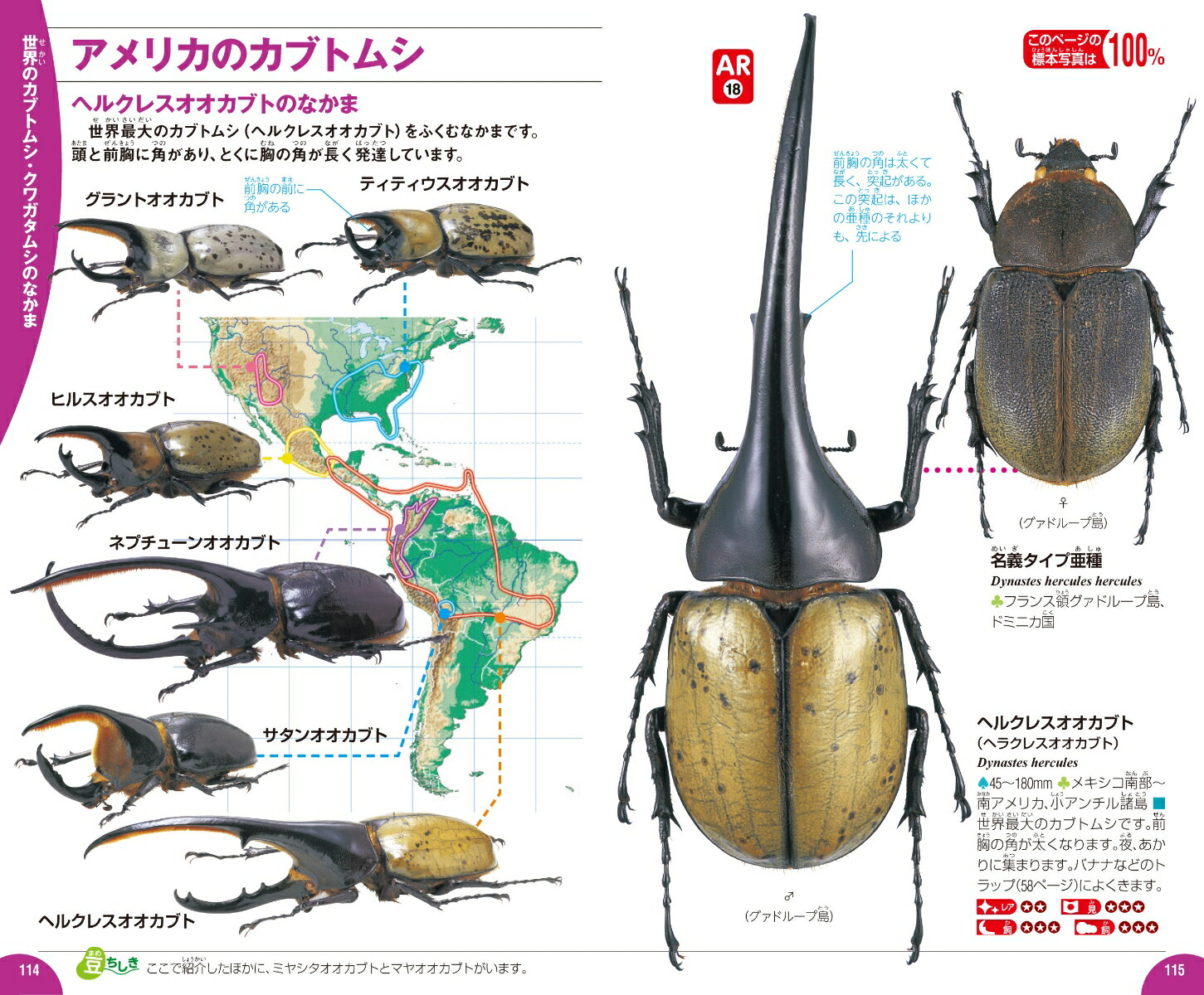 楽天ブックス カブトムシ クワガタムシ 岡島秀治 本