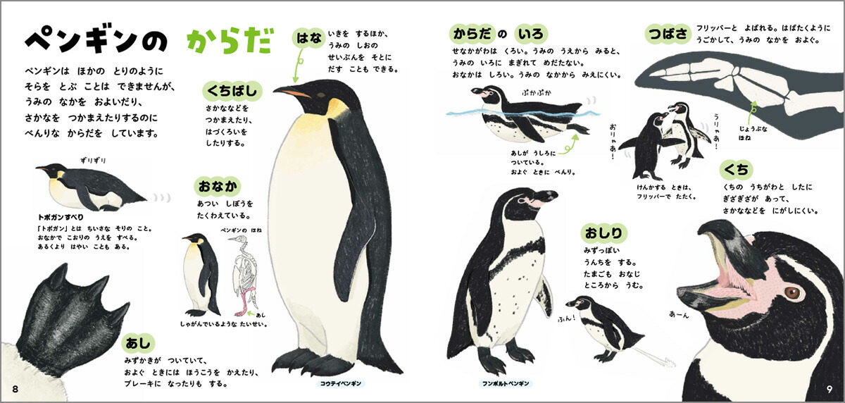 ペンギンのずかん（学研のえほんずかん5）[今泉忠明]