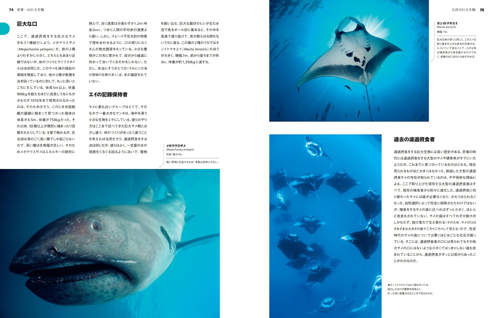 楽天ブックス 世界一の巨大生物 本