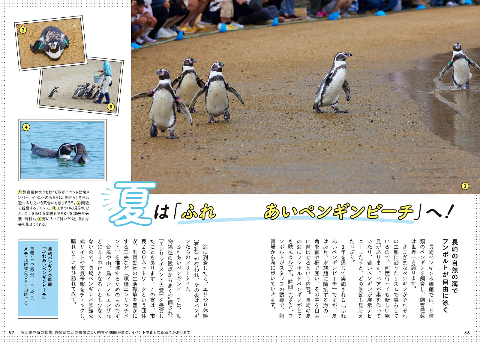 楽天ブックス: 日本で会えるペンギン全12種パーフェクトBOOK - 木村 悦子 - 9784766137200 : 本