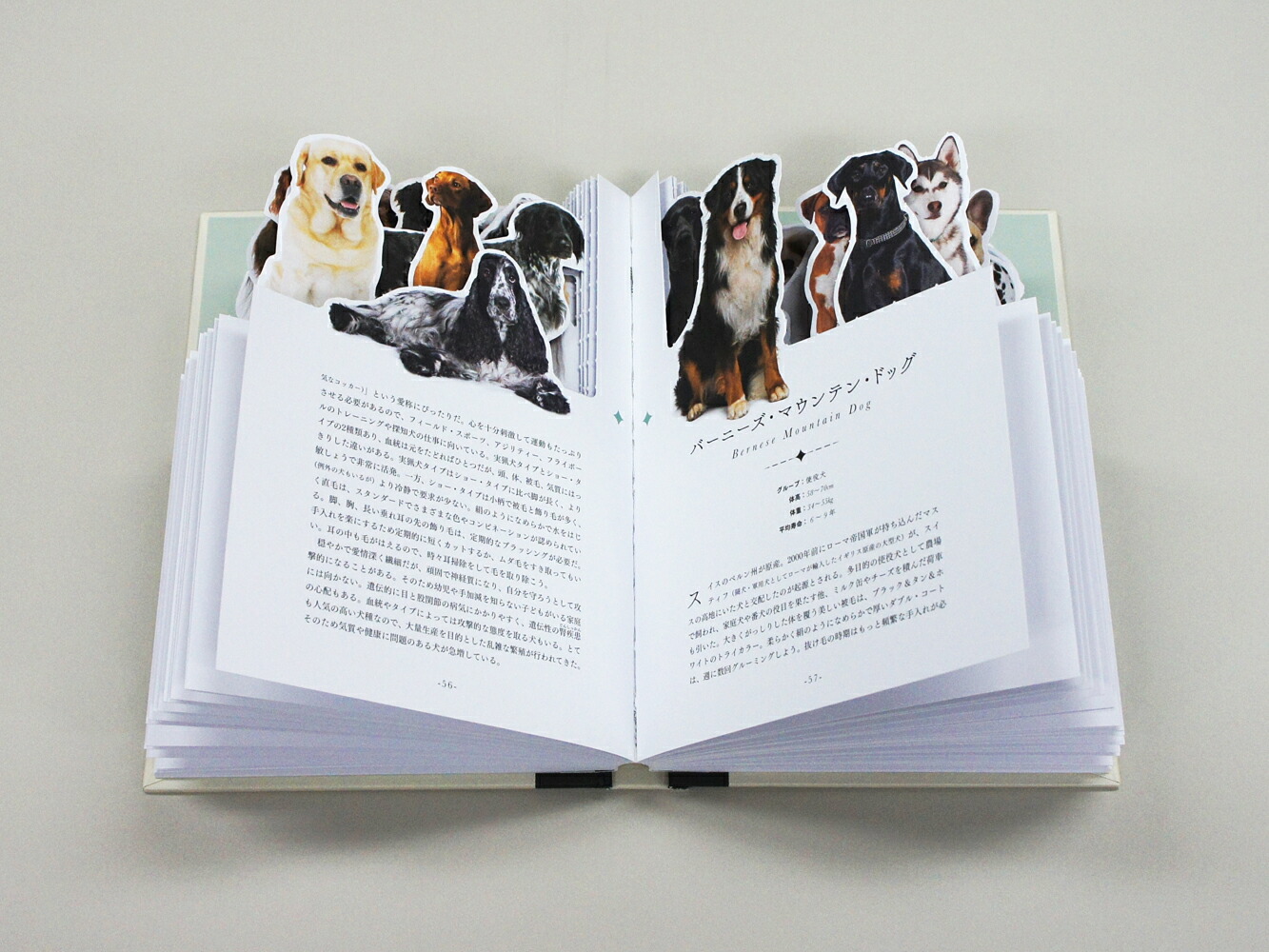 MyPictureBook�����Τ���[���ͥåȡ�����]