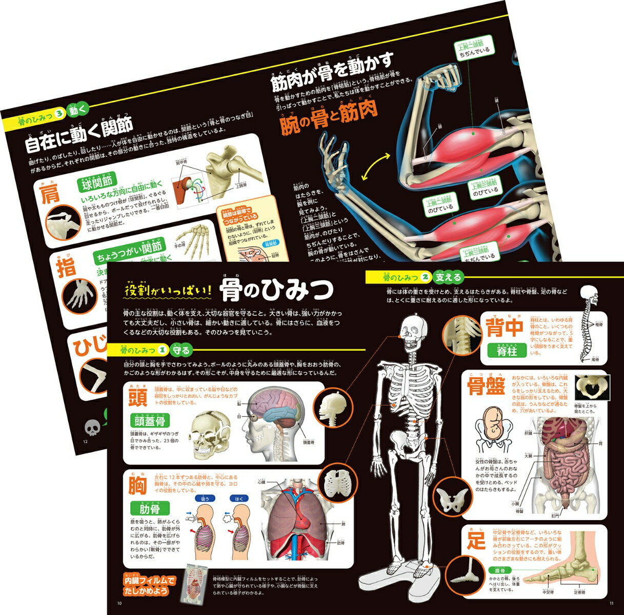 楽天ブックス 人体骨格ミュージアム 光る1 6骨格模型 坂井建雄 本