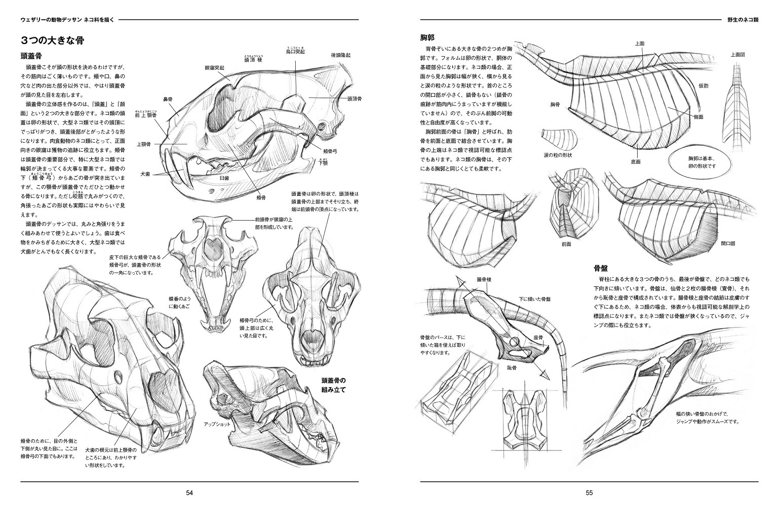 �������꡼��ưʪ�ǥå���ͥ��ʤ�����[���硼���������꡼]