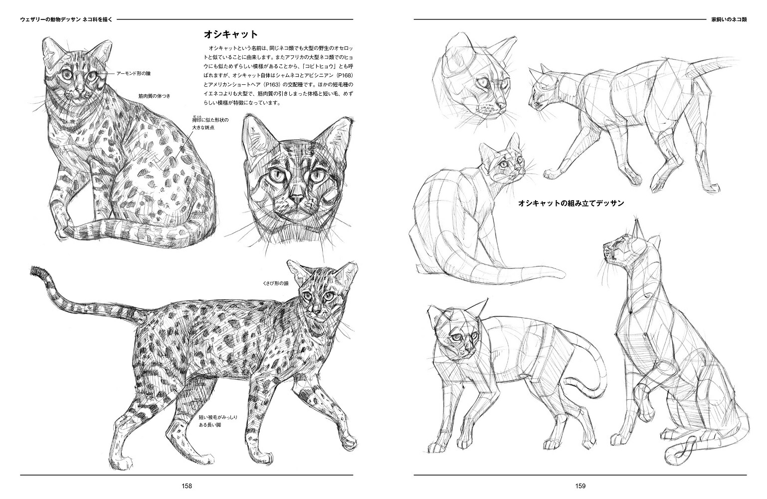 �������꡼��ưʪ�ǥå���ͥ��ʤ�����[���硼���������꡼]