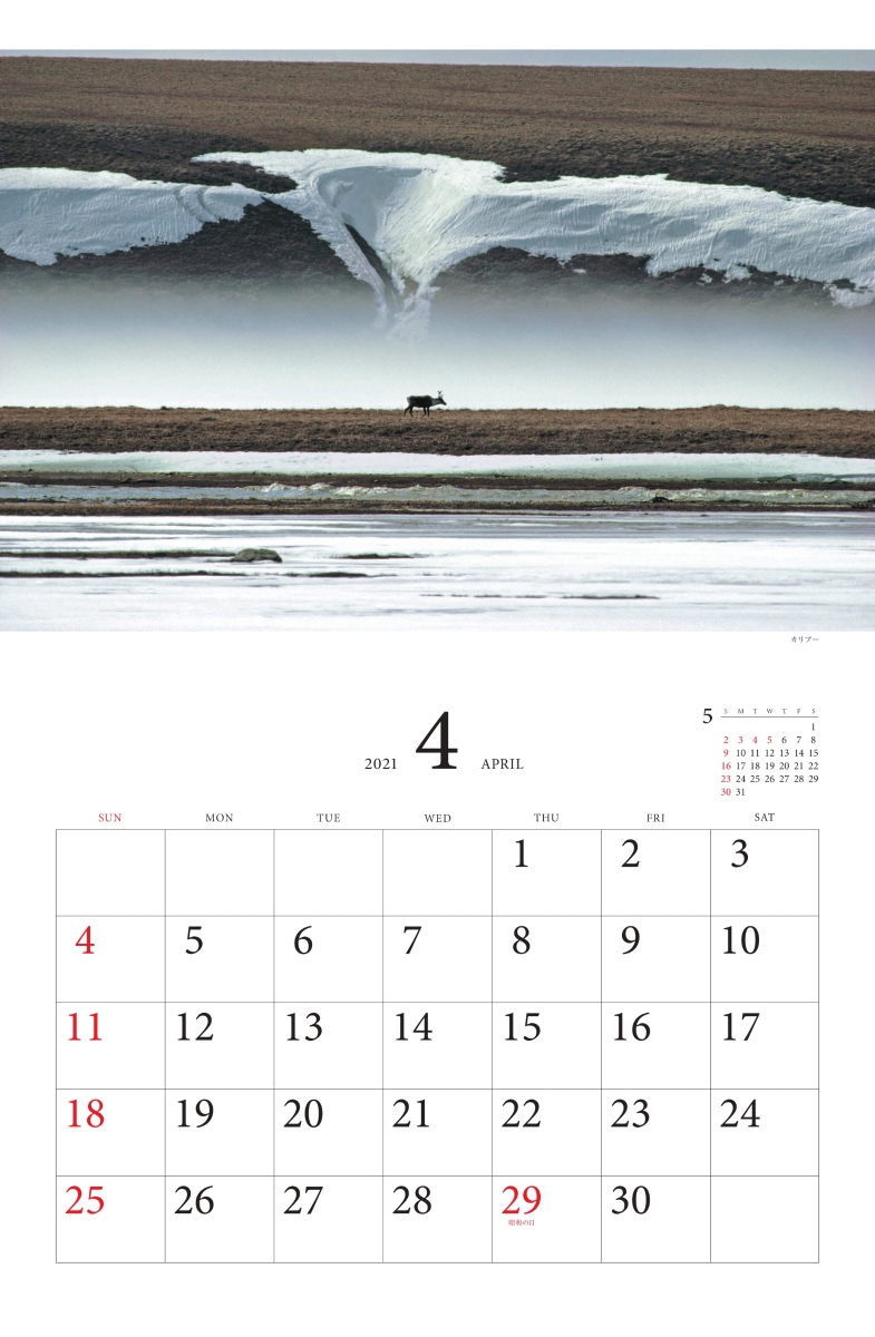 楽天ブックス 星野道夫ベストセレクション極北の動物たちカレンダー 21 本