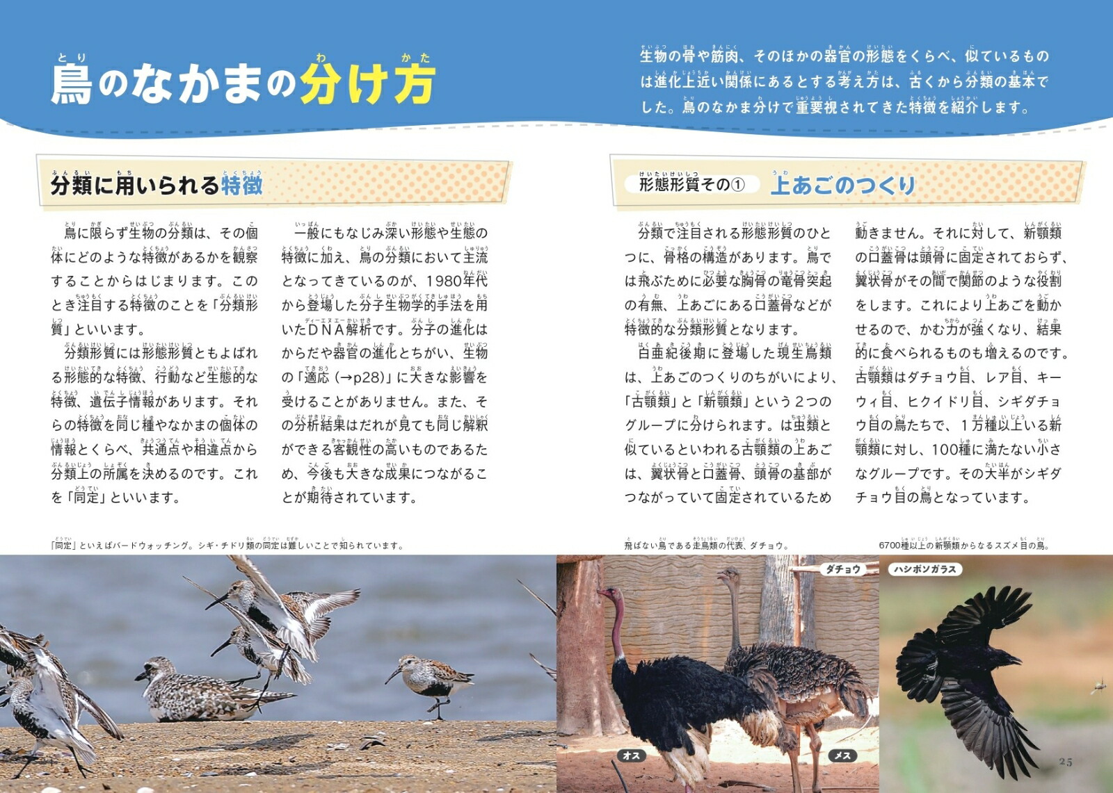 鳥のなかま＆分類・系統図鑑[小宮輝之]