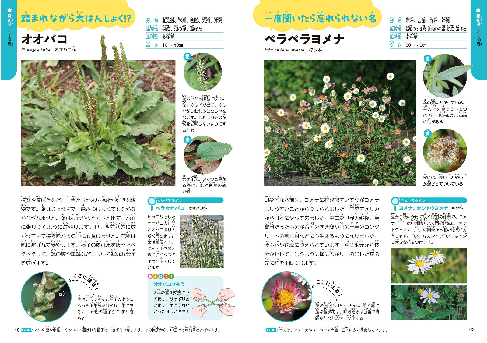 学校のまわりで出あう草花・雑草ずかん[山田隆彦]