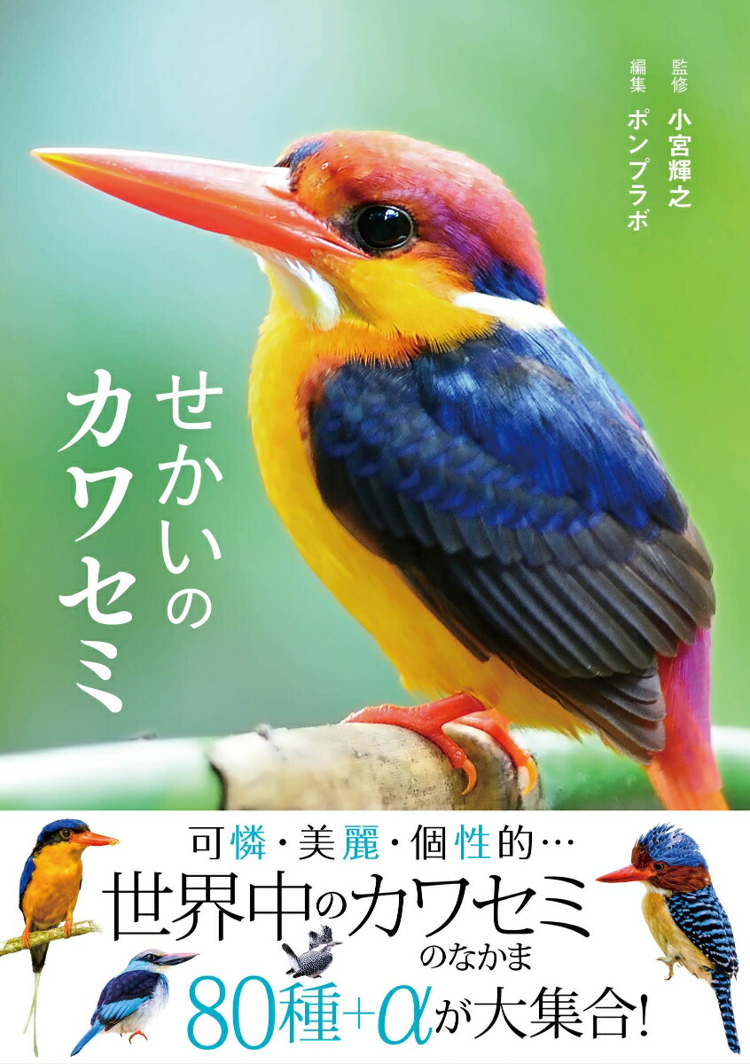 せかいのカワセミ画像