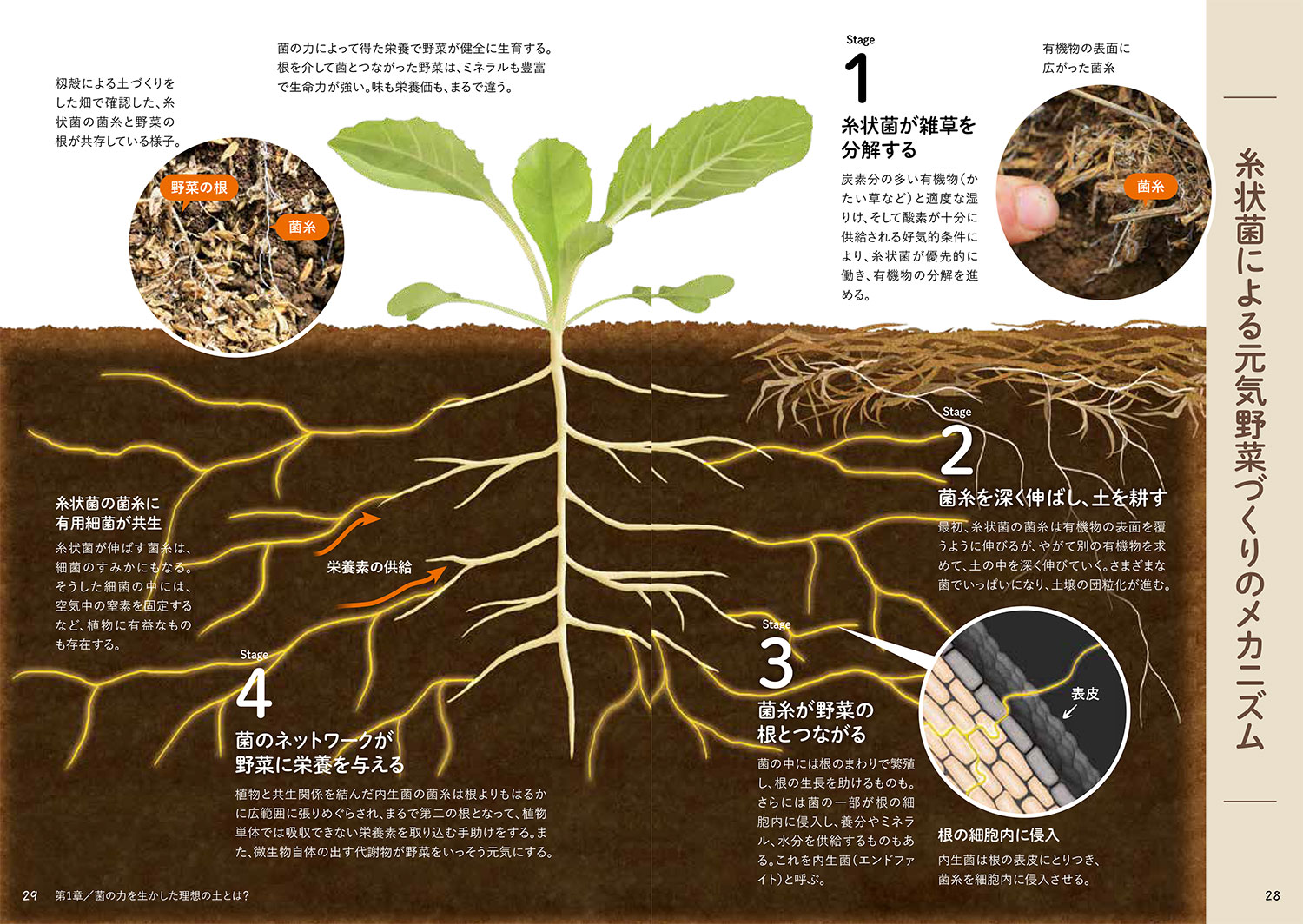 図解でよくわかる菌ちゃん農法微生物の力だけで奇跡の野菜づくり[吉田俊道]