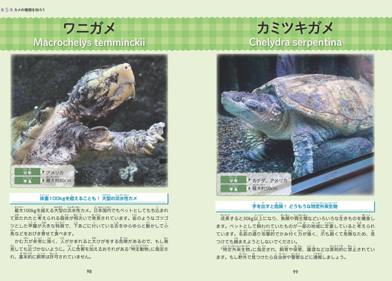 小学生でも安心!はじめてのカメ正しい飼い方・育て方[佐藤公定]