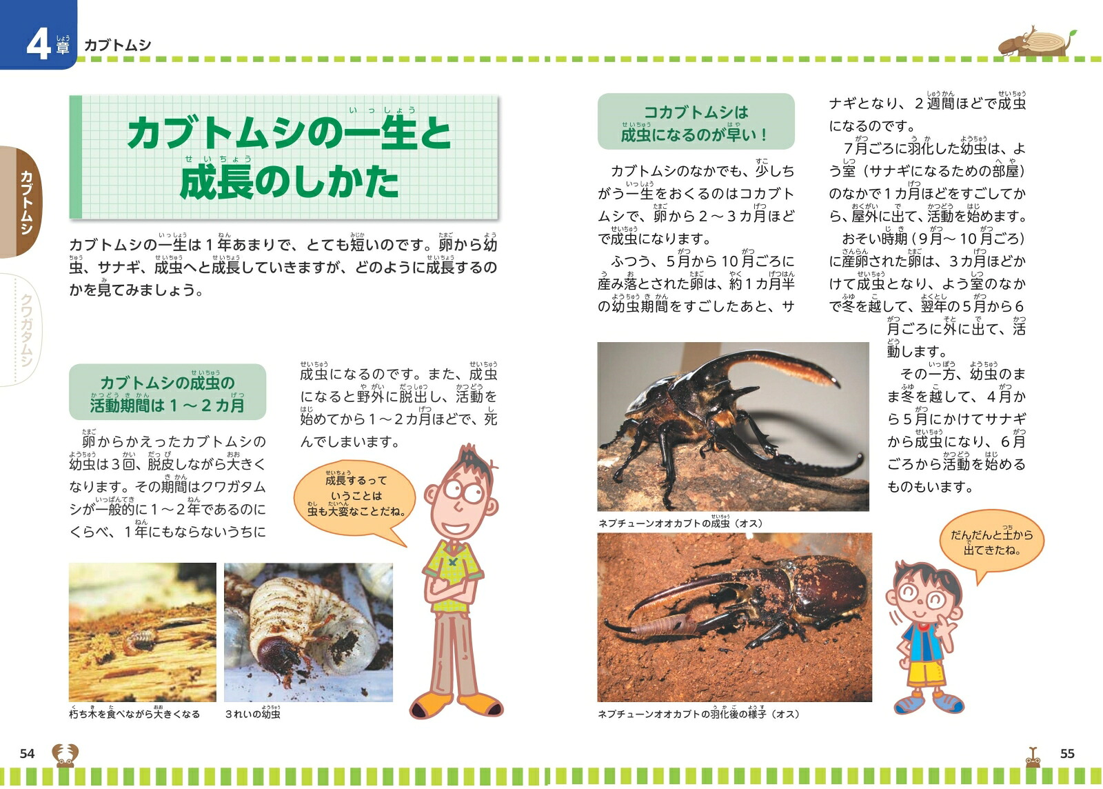 楽天ブックス: カブトムシ&クワガタムシ 飼い方のポイント 増補改訂版 幼虫・成虫の見つけ方から育て方まで - 小林 俊樹 ...