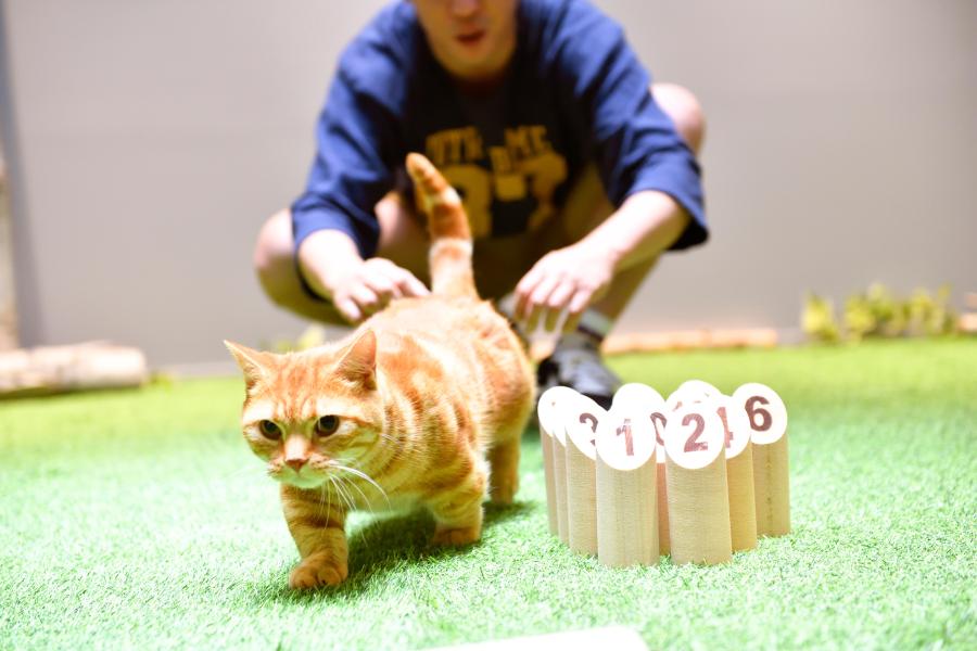さらば青春の光の会長はねこである[さらば青春の光]