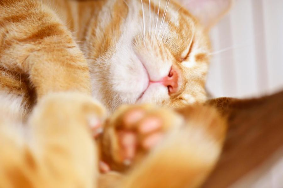 さらば青春の光の会長はねこである[さらば青春の光]