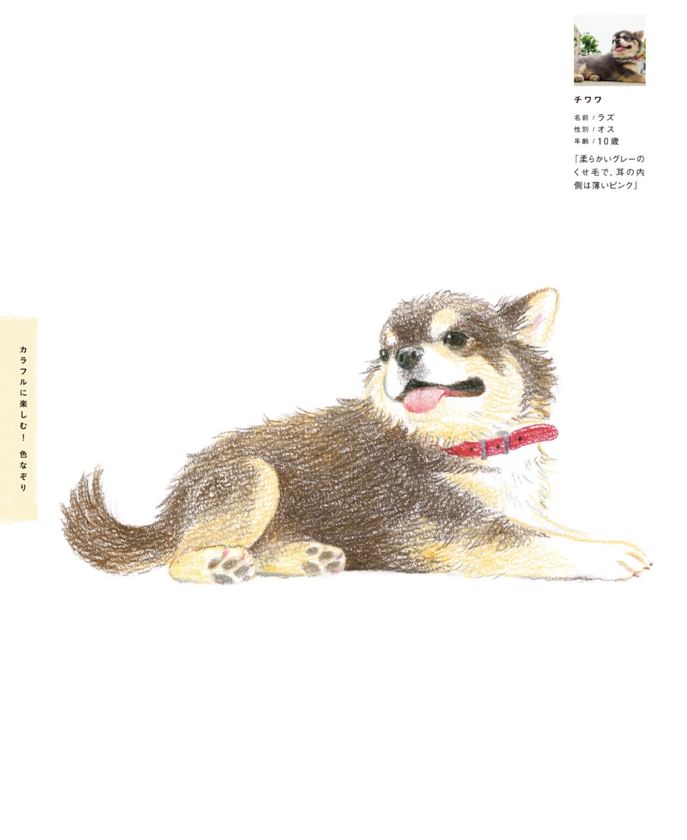 楽天ブックス えんぴつで簡単 かわいい 犬なぞり絵 Shino 本