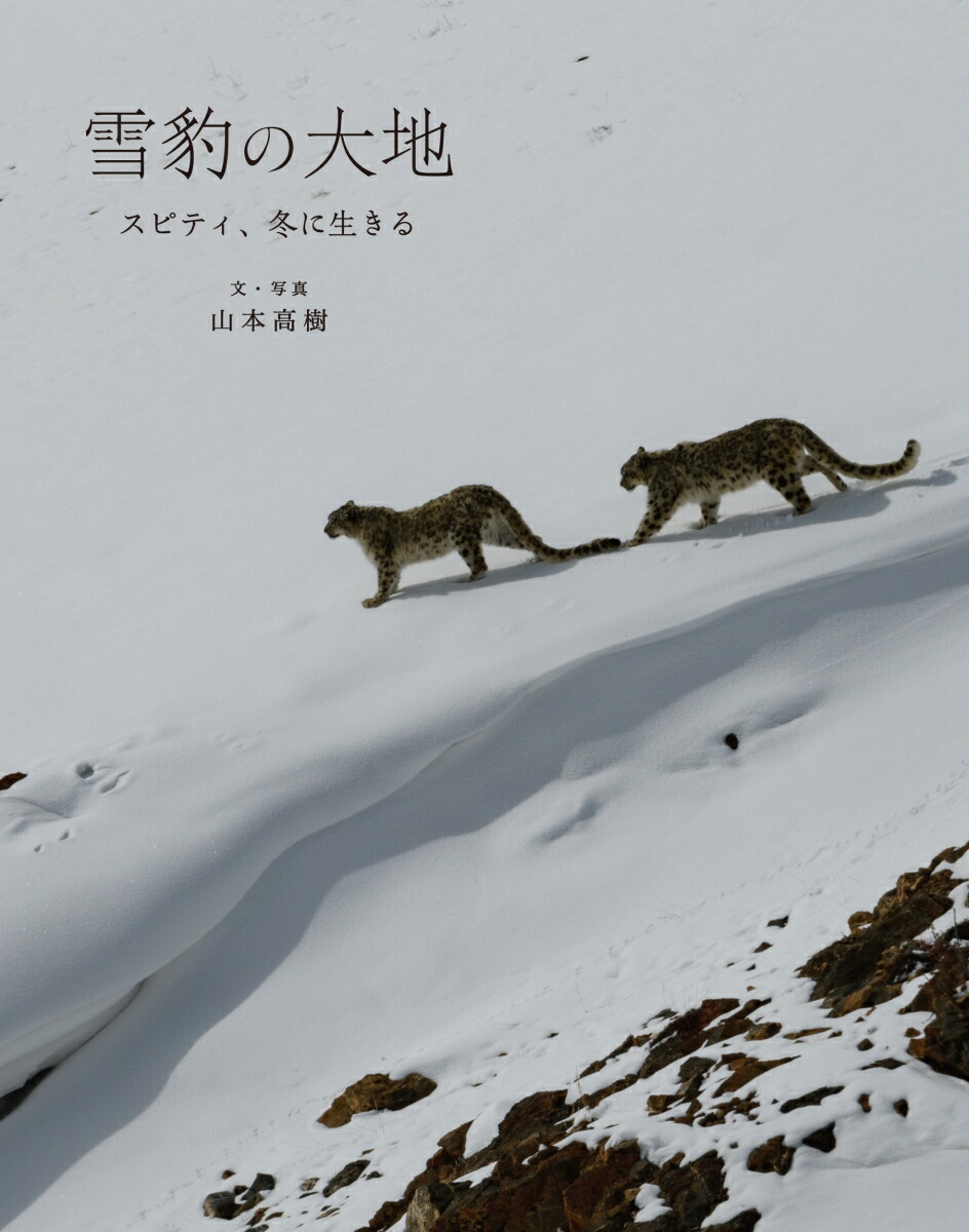 雪豹の大地 スピティ、冬に生きる画像