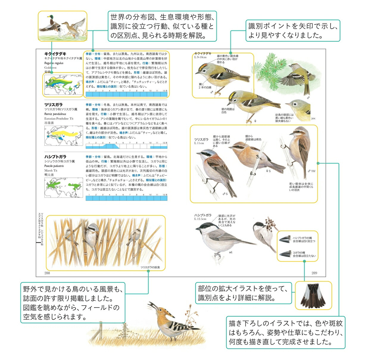 楽天ブックス フィールド図鑑 日本の野鳥 第2版 水谷高英 本