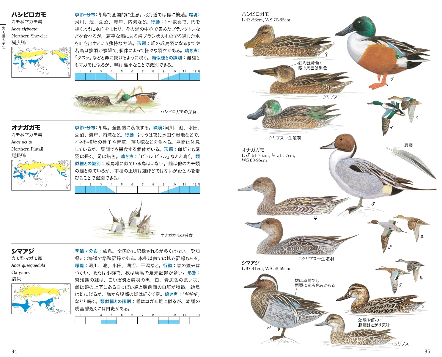 楽天ブックス フィールド図鑑 日本の野鳥 第2版 水谷高英 本