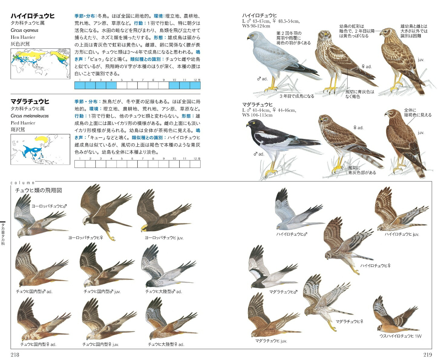 楽天ブックス フィールド図鑑 日本の野鳥 第2版 水谷高英 本