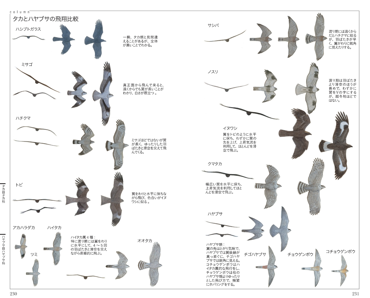 楽天ブックス フィールド図鑑 日本の野鳥 第2版 水谷高英 本