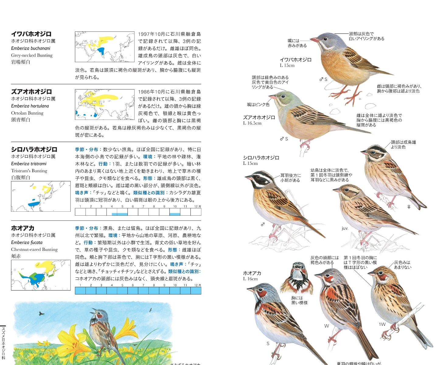 楽天ブックス フィールド図鑑 日本の野鳥 第2版 水谷高英 本