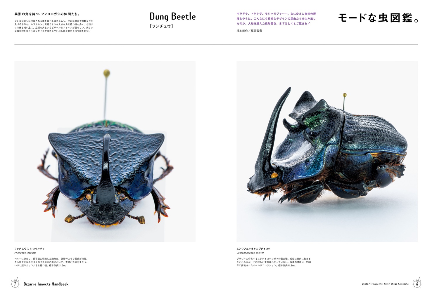 BRUTUS特別編集合本珍奇昆虫BizarreInsectsHandbook