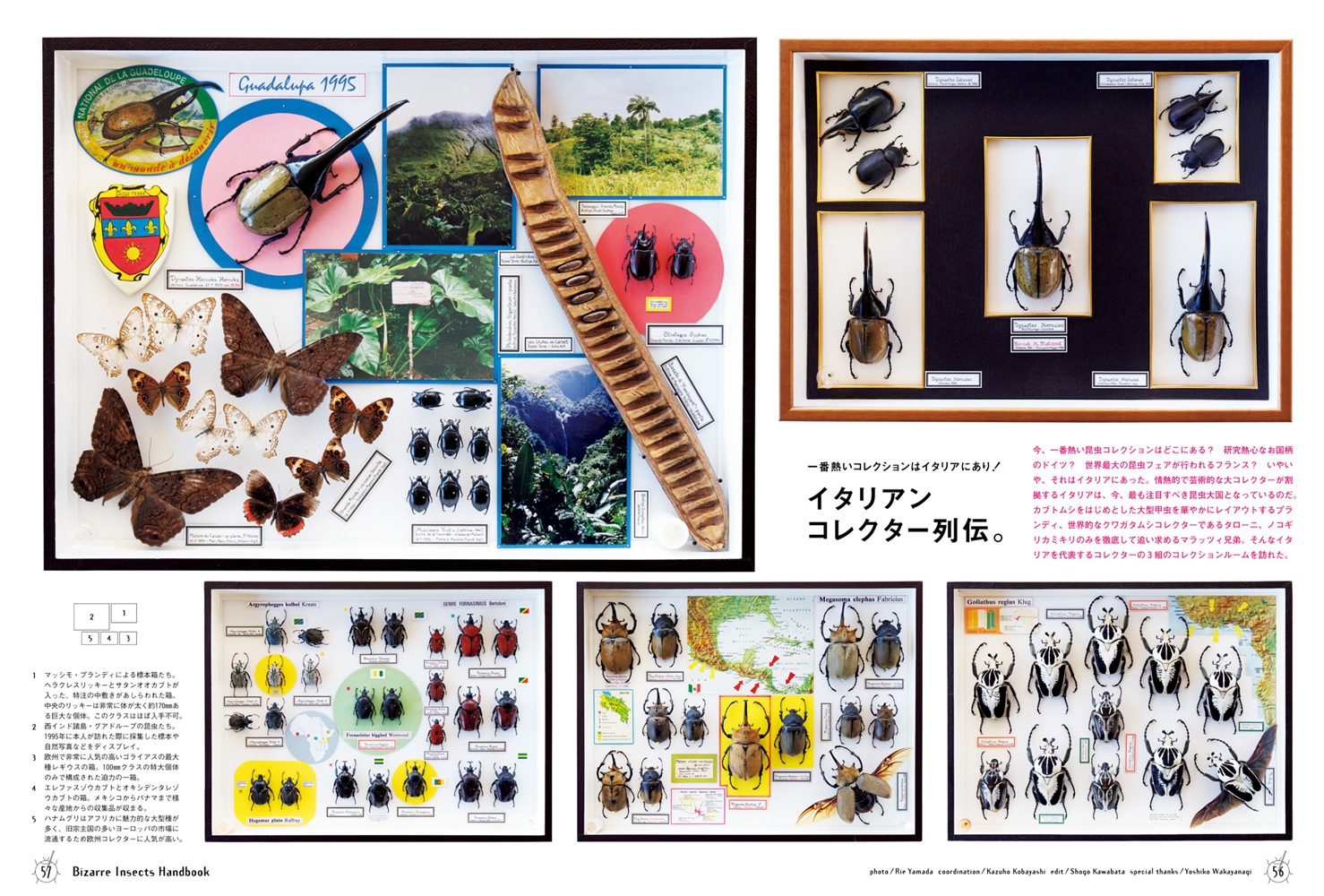 BRUTUS特別編集合本珍奇昆虫BizarreInsectsHandbook