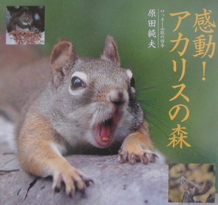 楽天ブックス: 感動！アカリスの森 - ロッキー山脈の四季 - 原田純夫