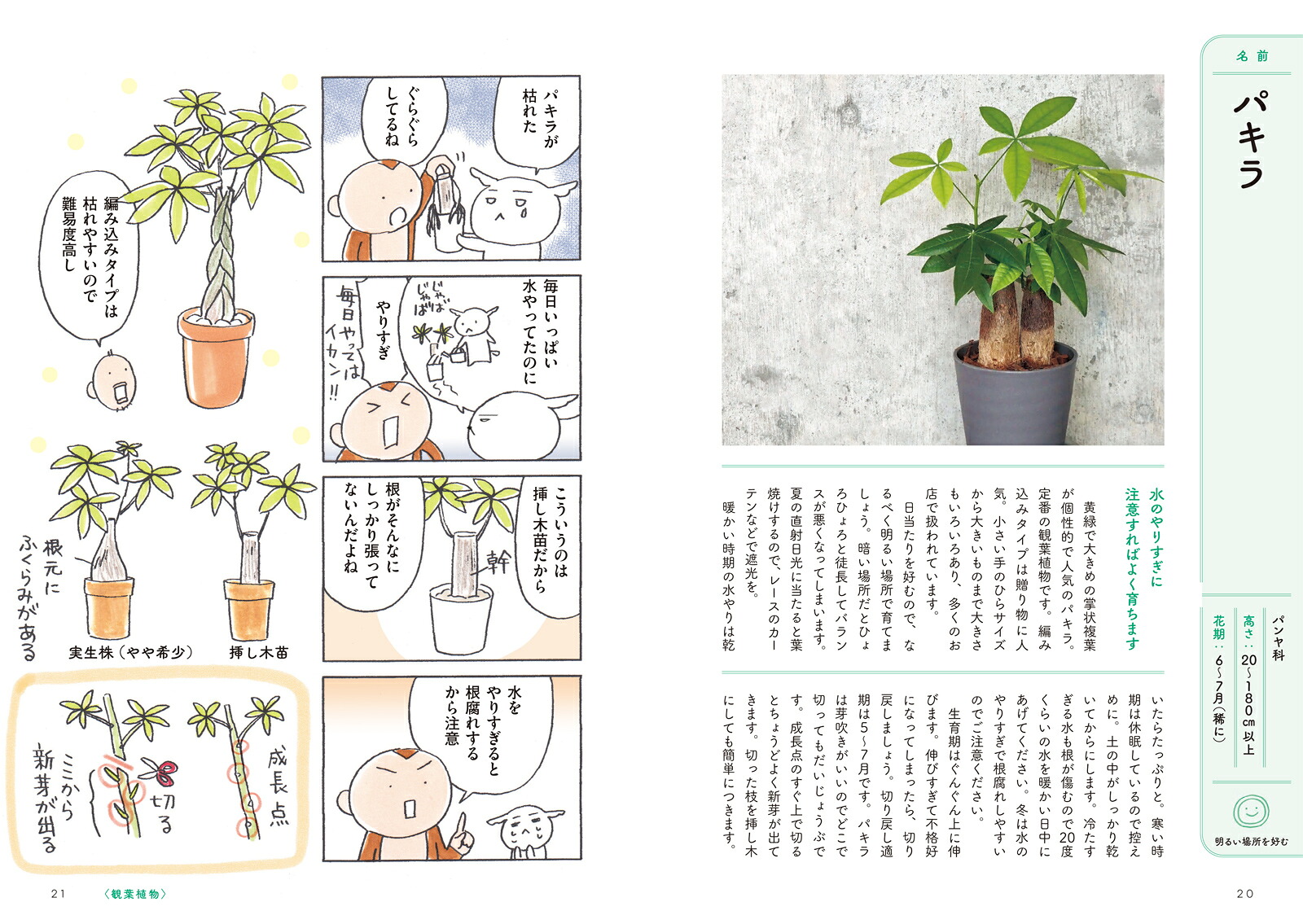 部屋で植物を育てたいのですが。観葉植物・多肉植物を枯らさないコツ[花福こざる]