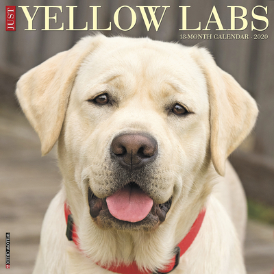 yellow labs