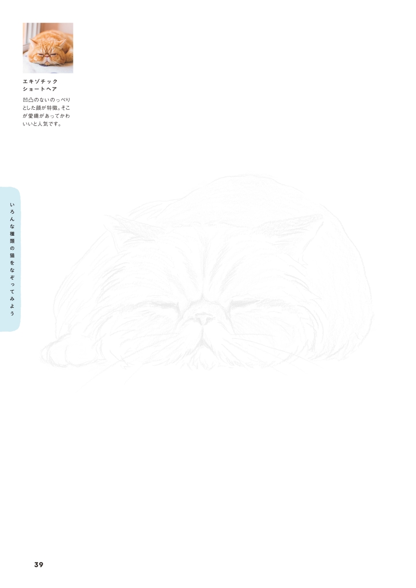 楽天ブックス えんぴつで簡単 かわいい 猫なぞり絵 Shino 本