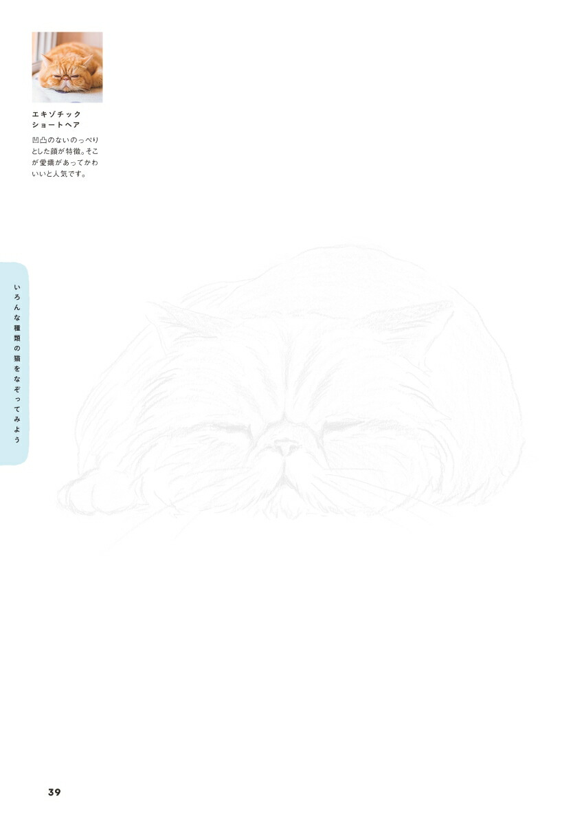 楽天ブックス えんぴつで簡単 かわいい 猫なぞり絵 Shino 本