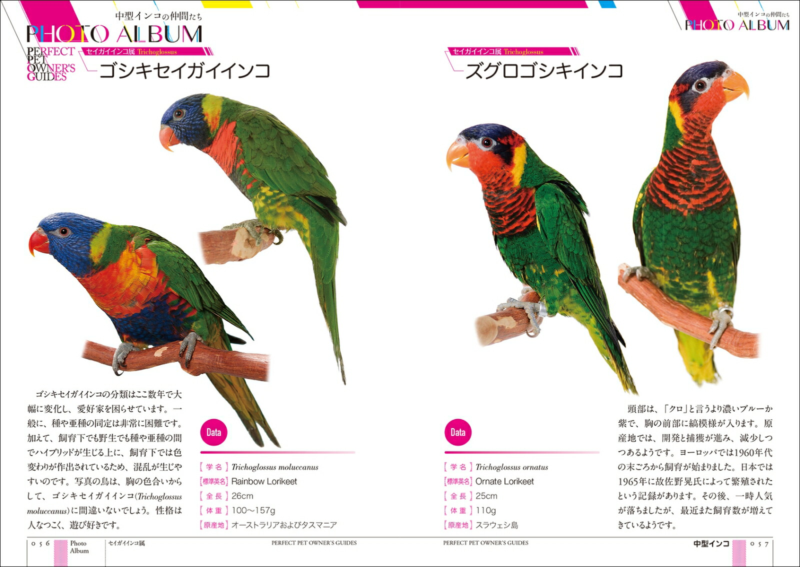 楽天ブックス 中型インコ完全飼育 飼育 接し方 品種 健康管理のことがよくわかる コガネメキシコ オキナインコ ウロコメキシコインコ 他 すずき 莉萌 本