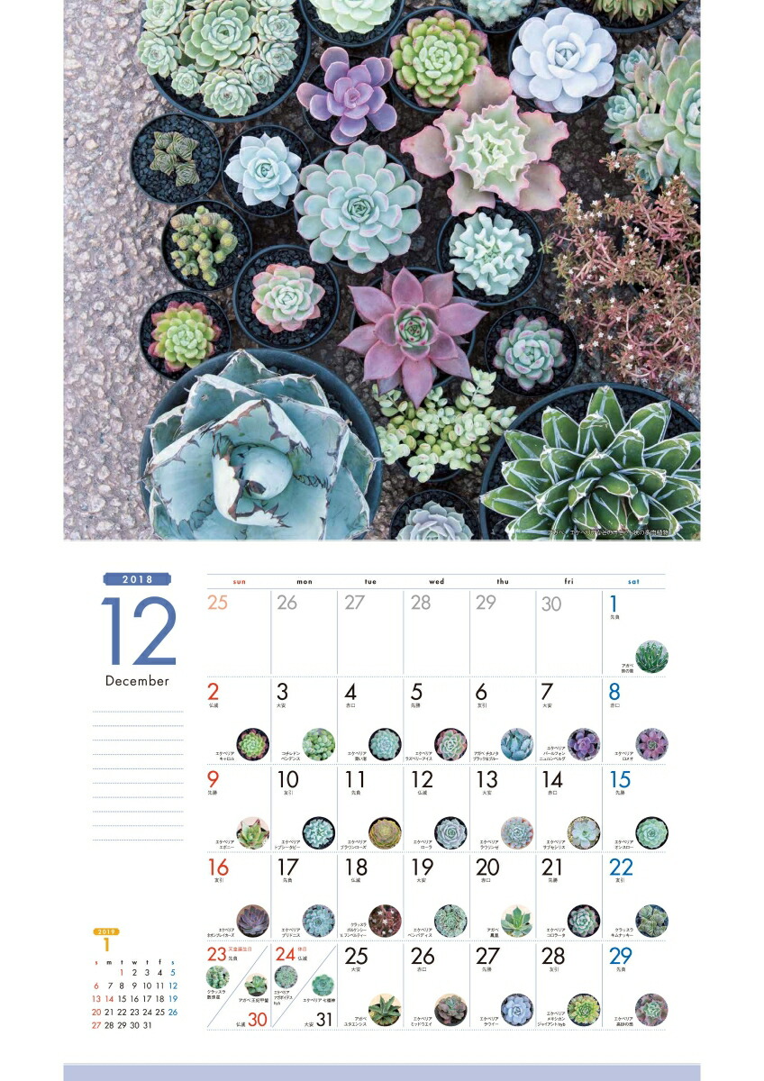 楽天ブックス 毎日見たい 多肉植物カレンダー19 鶴岡秀明 本