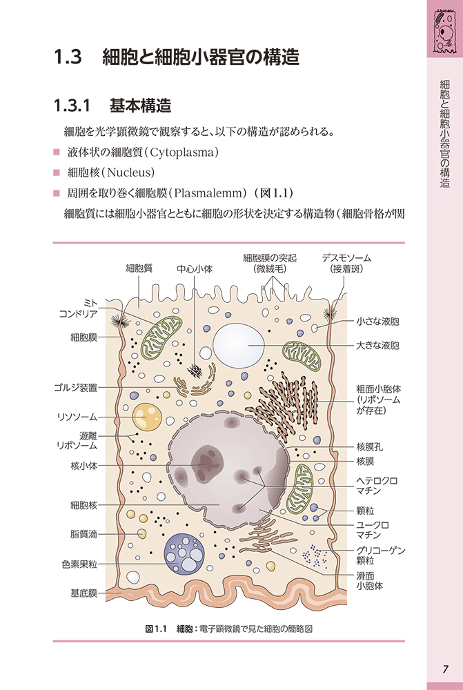 楽天ブックス 解剖生理学図鑑 ヒトのからだの全てが初心者でもわかる決定版 アドルフ ファーラー 本