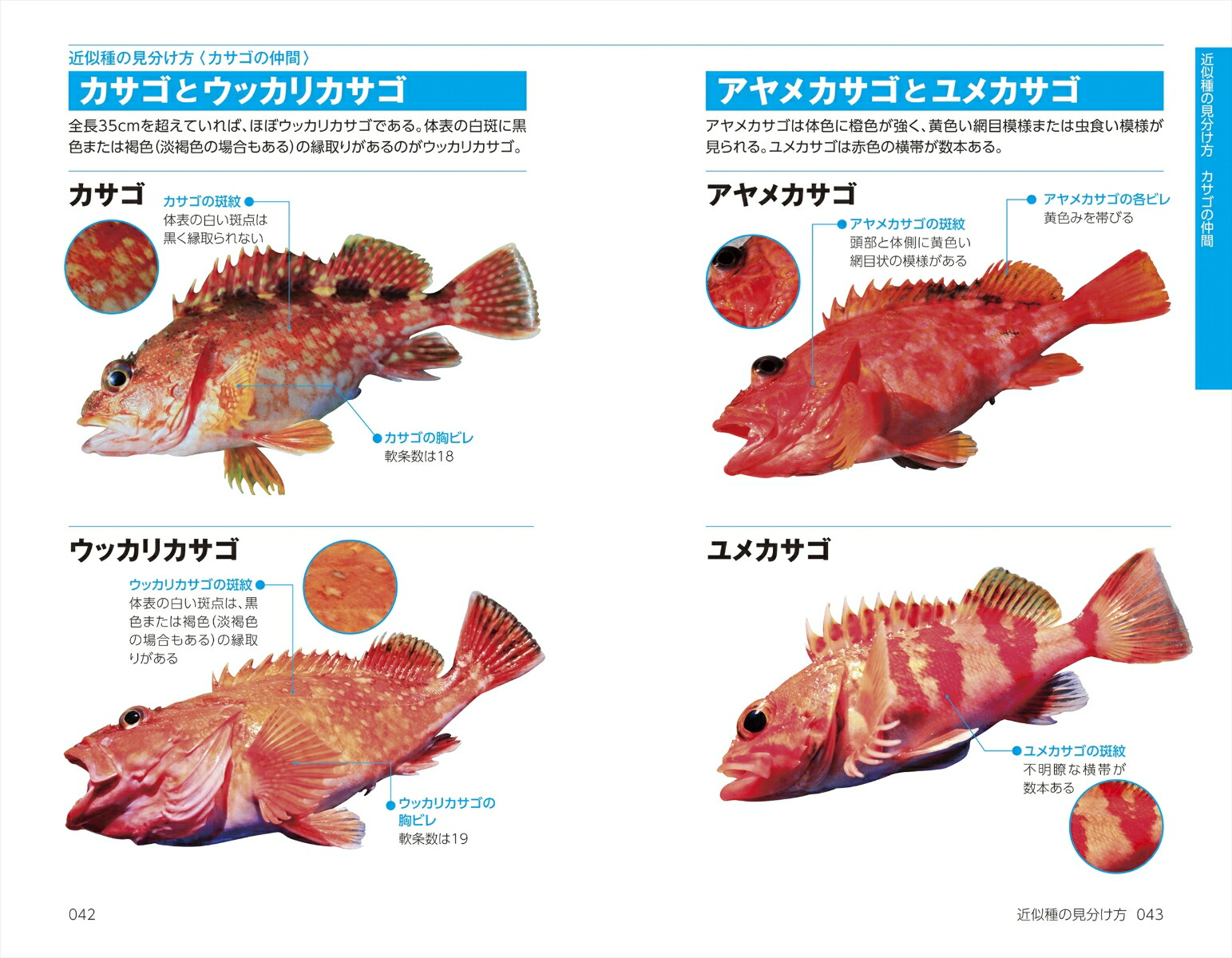 楽天ブックス 色と形で見わけ 海 川 湖沼で楽しむ 釣魚図鑑 豊田直之 本