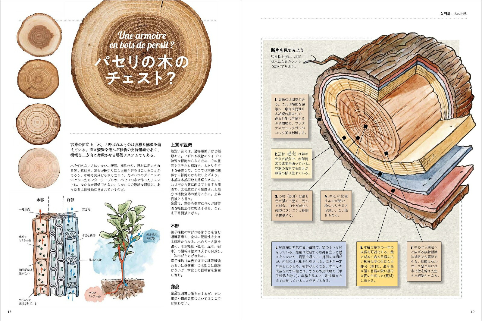 木を知る図鑑（ビジュアルで学ぶ）[SergeSchall]
